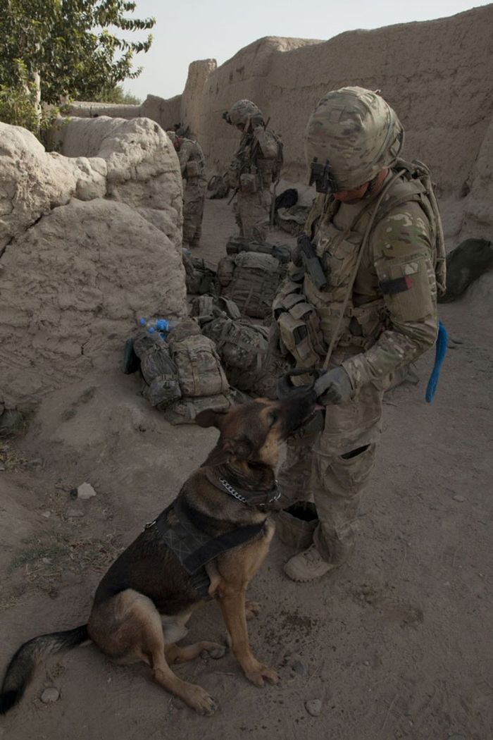 Soldiers And Service Dogs A Heartwarming Friendship