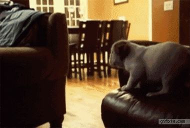 30 biggest dog fails of 2013 30 biggest dog fails of 2013