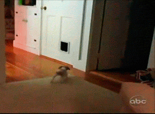 30 biggest dog fails of 2013 30 biggest dog fails of 2013