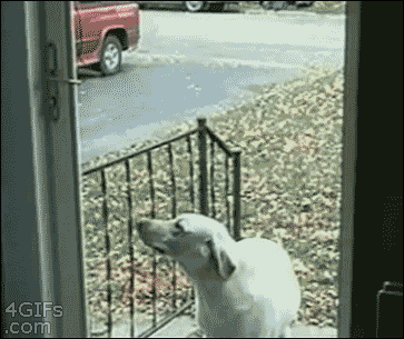 30 biggest dog fails of 2013 30 biggest dog fails of 2013