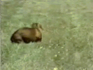 30 biggest dog fails of 2013 30 biggest dog fails of 2013