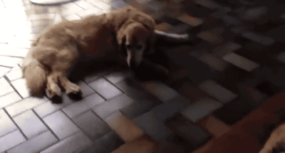 30 biggest dog fails of 2013 30 biggest dog fails of 2013