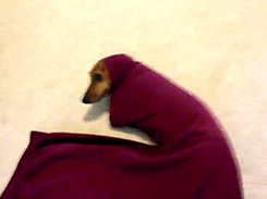 30 biggest dog fails of 2013 30 biggest dog fails of 2013