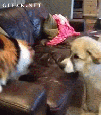 30 biggest dog fails of 2013 30 biggest dog fails of 2013