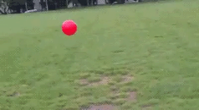 30 biggest dog fails of 2013 30 biggest dog fails of 2013