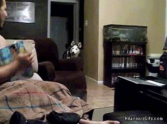 30 biggest dog fails of 2013 30 biggest dog fails of 2013