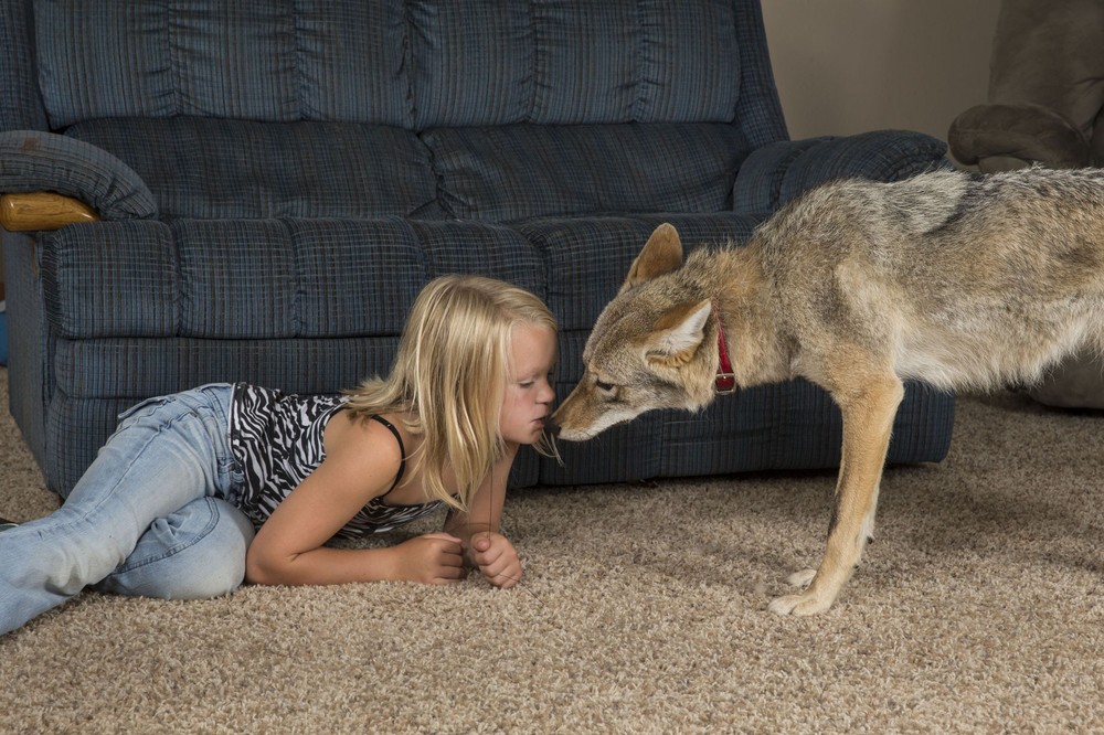 Coyote as a pet