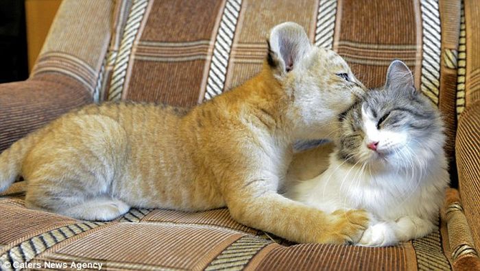 A domestic cat became a mom for a liliger 