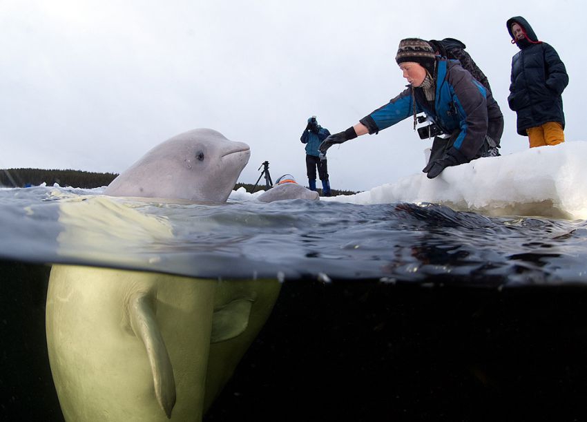 Freediver From Russia Swims With Beluga Whales