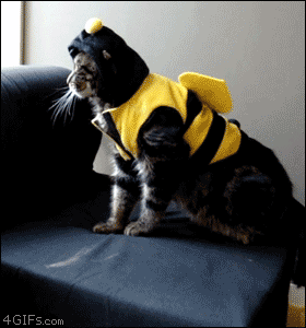 Cats in costumes of other animals Cats in costumes of other animals