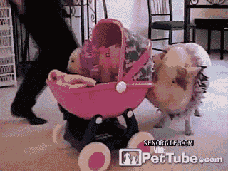Very Important Pigs Are Here To Melt Your Heart Very Important Pigs Are Here To Melt Your Heart