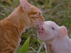 Very Important Pigs Are Here To Melt Your Heart Very Important Pigs Are Here To Melt Your Heart
