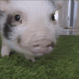 Very Important Pigs Are Here To Melt Your Heart Very Important Pigs Are Here To Melt Your Heart