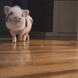 Very Important Pigs Are Here To Melt Your Heart Very Important Pigs Are Here To Melt Your Heart