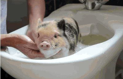 Very Important Pigs Are Here To Melt Your Heart Very Important Pigs Are Here To Melt Your Heart