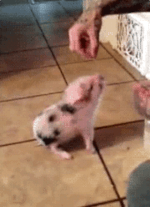 Very Important Pigs Are Here To Melt Your Heart Very Important Pigs Are Here To Melt Your Heart