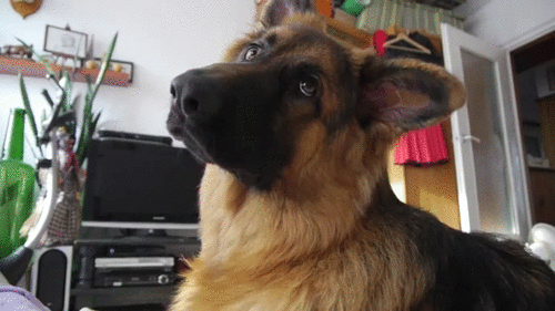 16 Reasons Your Relationship With Your Dog Is The Only One You Need 16 Reasons Your Relationship With Your Dog Is The Only One You Need