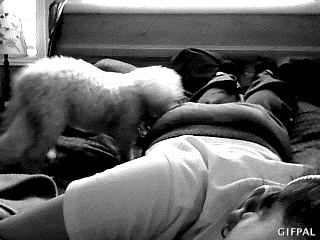 16 Reasons Your Relationship With Your Dog Is The Only One You Need 16 Reasons Your Relationship With Your Dog Is The Only One You Need