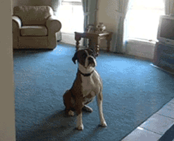 16 Reasons Your Relationship With Your Dog Is The Only One You Need 16 Reasons Your Relationship With Your Dog Is The Only One You Need