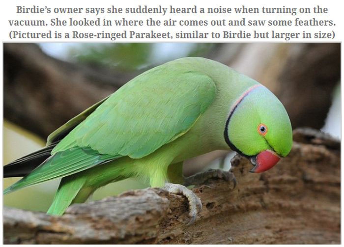 A Parakeet Survived After Being Sucked Into a Vacuum Read more at http