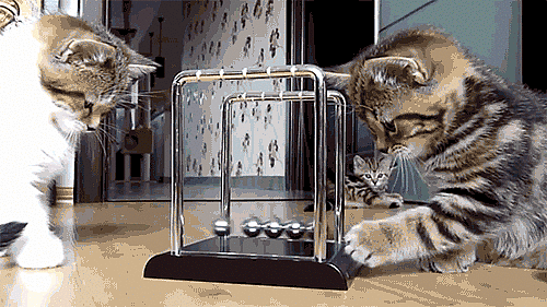 15 Signs Your Pet Is Absolutely Smarter Than You 15 Signs Your Pet Is Absolutely Smarter Than You