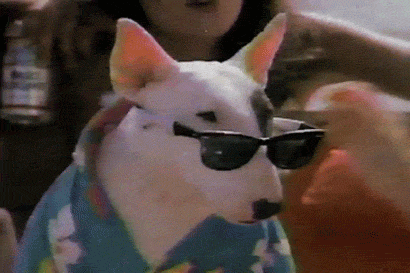 15 Signs Your Pet Is Absolutely Smarter Than You 15 Signs Your Pet Is Absolutely Smarter Than You