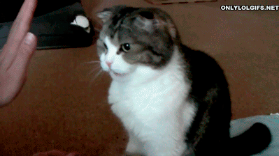 15 Signs Your Pet Is Absolutely Smarter Than You 15 Signs Your Pet Is Absolutely Smarter Than You