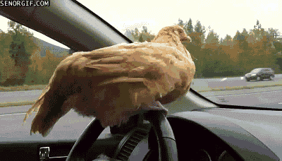 15 Signs Your Pet Is Absolutely Smarter Than You 15 Signs Your Pet Is Absolutely Smarter Than You