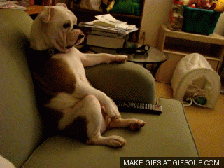 15 Signs Your Pet Is Absolutely Smarter Than You 15 Signs Your Pet Is Absolutely Smarter Than You