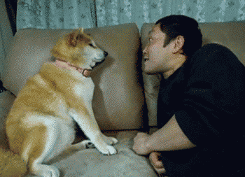 15 Signs Your Pet Is Absolutely Smarter Than You 15 Signs Your Pet Is Absolutely Smarter Than You