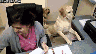 15 Signs Your Pet Is Absolutely Smarter Than You 15 Signs Your Pet Is Absolutely Smarter Than You