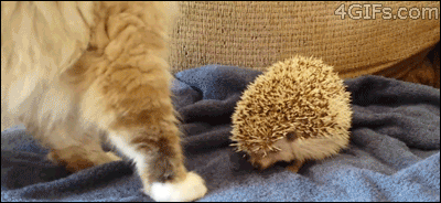 15 Signs Your Pet Is Absolutely Smarter Than You 15 Signs Your Pet Is Absolutely Smarter Than You