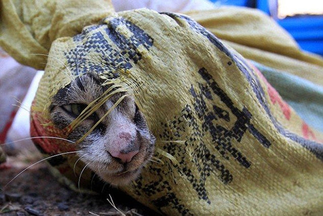 Chinese Cats Saved From The Cooking Pot
