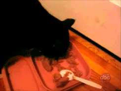 These 25 Cats Went Out Of Their Way To Be Absolute Jerks These 25 Cats Went Out Of Their Way To Be Absolute Jerks