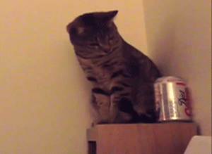 These 25 Cats Went Out Of Their Way To Be Absolute Jerks These 25 Cats Went Out Of Their Way To Be Absolute Jerks