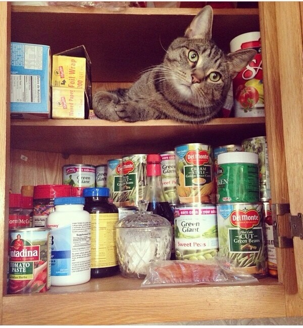These 25 Cats Went Out Of Their Way To Be Absolute Jerks