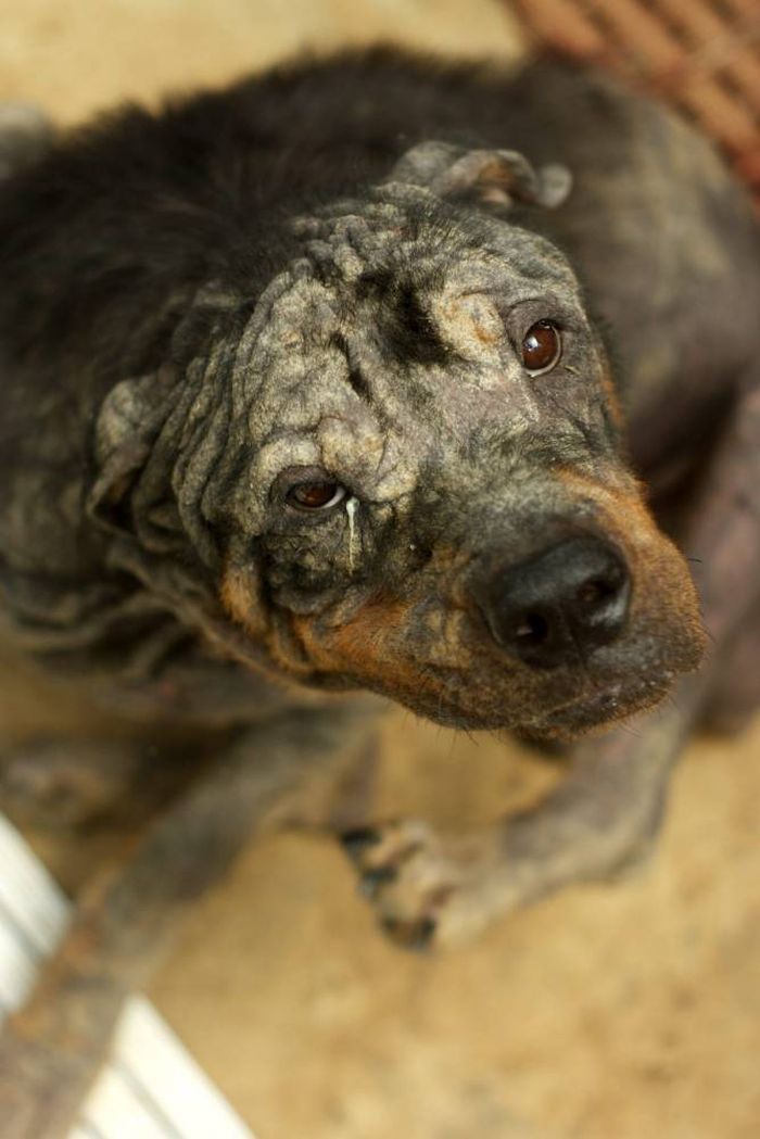 Rescuers Couldn't Even Tell This Dog's Breed...