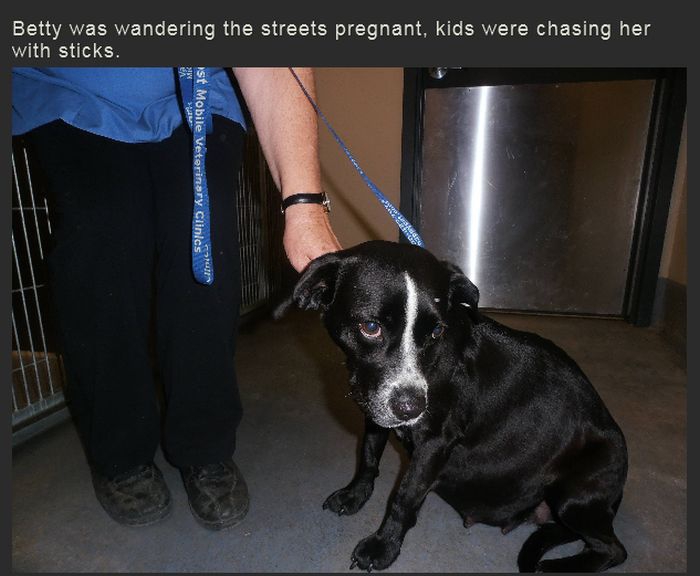Story of a Pregnant Dog