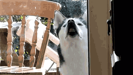 19 Dogs Who Have A Severe Case Of Window Face 19 Dogs Who Have A Severe Case Of Window Face
