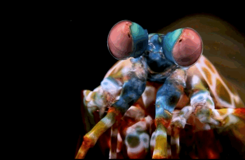 Weird Animals  Weird Animals