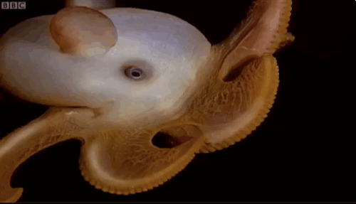 Weird Animals  Weird Animals