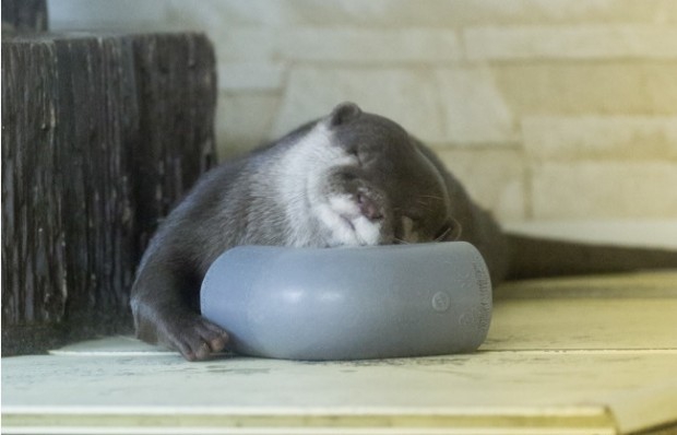 This Little Otter Is Best Friends With The Funniest Object.