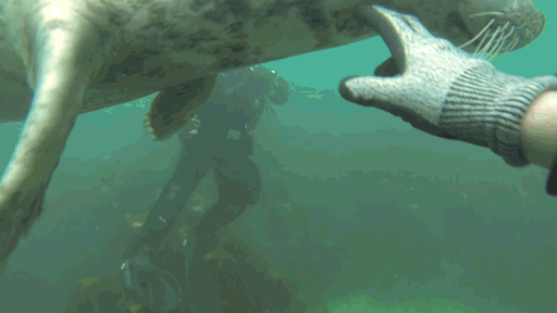 Seals Are The Dogs Of The Sea Seals Are The Dogs Of The Sea