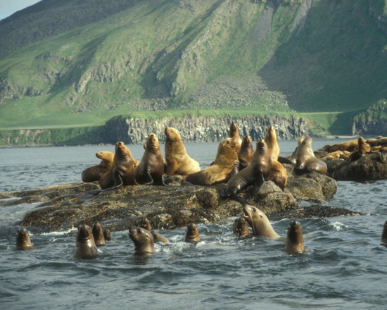 Seals Are The Dogs Of The Sea