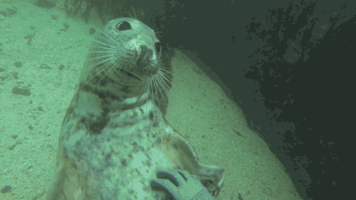 Seals Are The Dogs Of The Sea Seals Are The Dogs Of The Sea