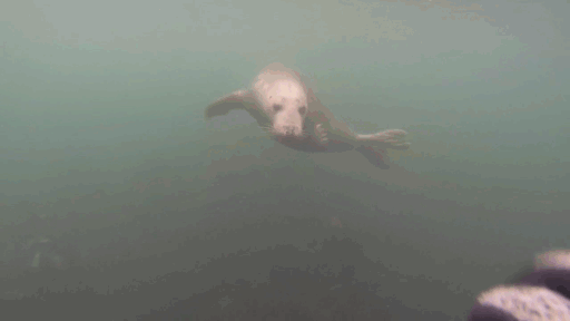 Seals Are The Dogs Of The Sea Seals Are The Dogs Of The Sea