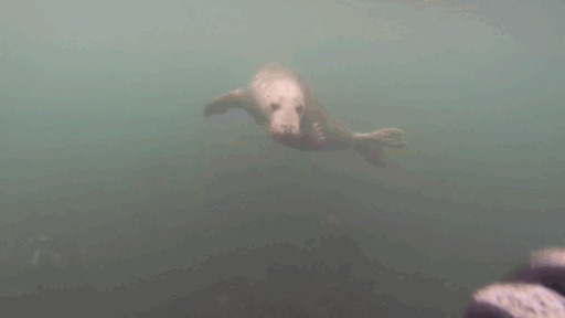 Seals Are The Dogs Of The Sea