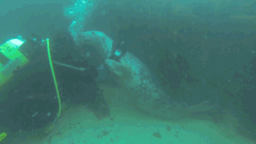 Seals Are The Dogs Of The Sea Seals Are The Dogs Of The Sea