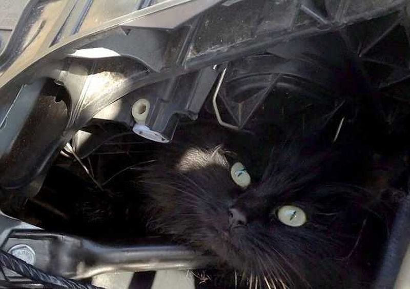 Lucky black cat survives TWO WEEKS trapped in owner's car engine