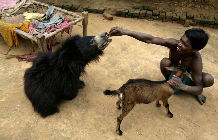 One Day A Sloth Bear Wandered Into An Indian Family’s Home. It Was Ama